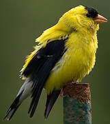 American Goldfinch