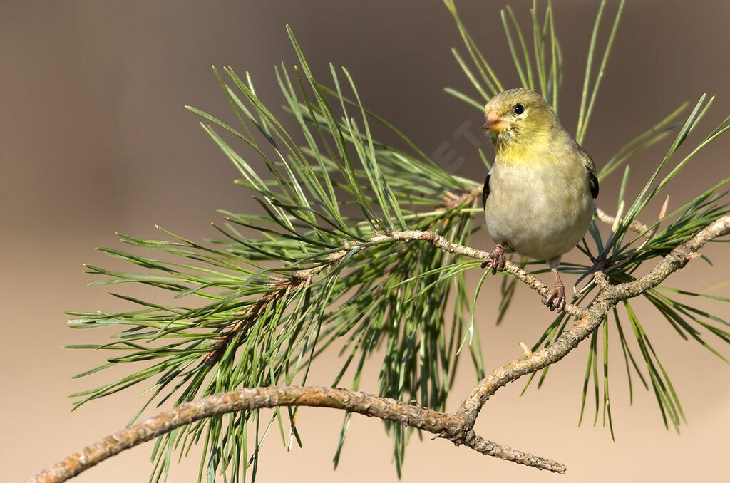 Chardonneret jaune, identification