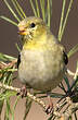 Chardonneret jaune