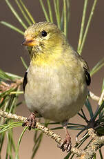 Chardonneret jaune