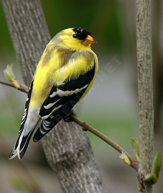 Chardonneret jaune