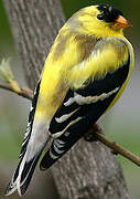 American Goldfinch