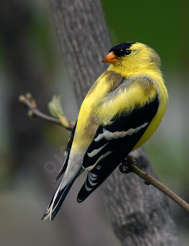 Chardonneret jaune