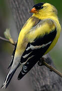 American Goldfinch