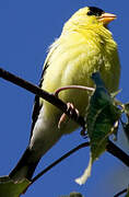 American Goldfinch