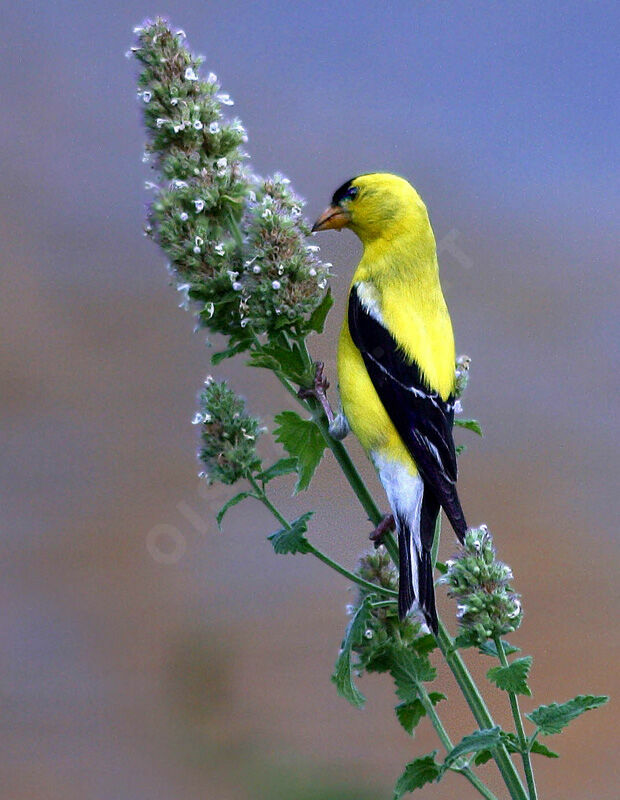 Chardonneret jaune