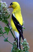 American Goldfinch