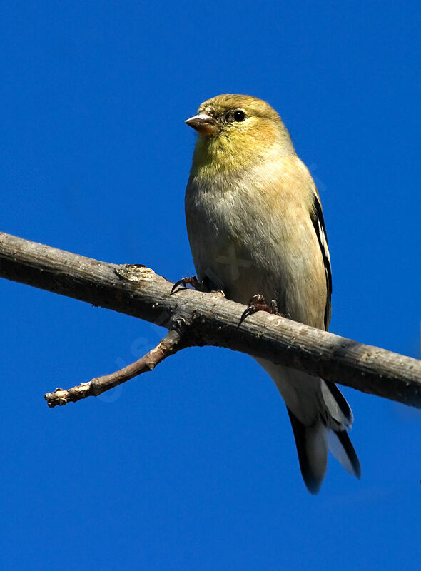 Chardonneret jaune