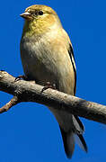 American Goldfinch