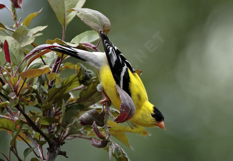 Chardonneret jaune mâle adulte