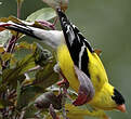 Chardonneret jaune