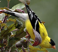 Chardonneret jaune