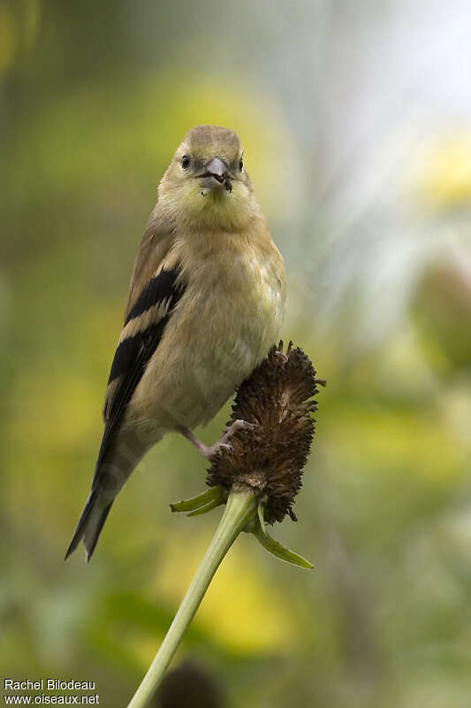 Chardonneret jaune1ère année, pigmentation, mange