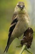 American Goldfinch