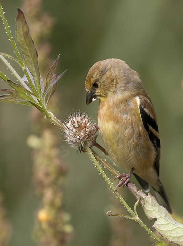 Chardonneret jaune femelle