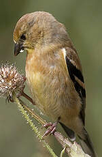 Chardonneret jaune