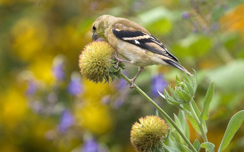 Chardonneret jaune femelle