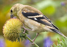 Chardonneret jaune