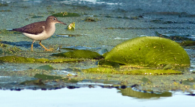 Spotted Sandpiper