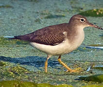 Spotted Sandpiper