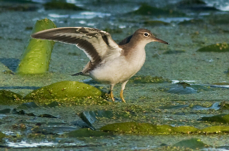 Spotted Sandpiper