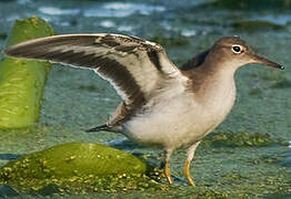 Spotted Sandpiper