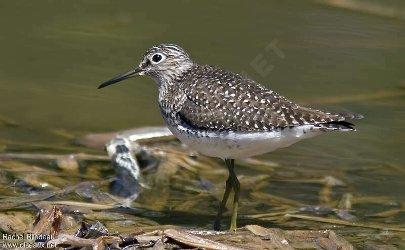 Solitary Sandpiperadult breeding, identification