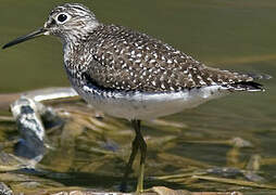 Solitary Sandpiper