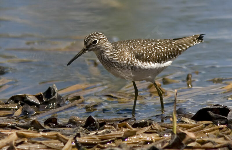 Solitary Sandpiperadult