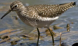 Solitary Sandpiper