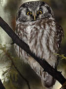 Boreal Owl