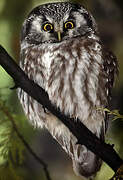 Boreal Owl