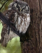 Boreal Owl