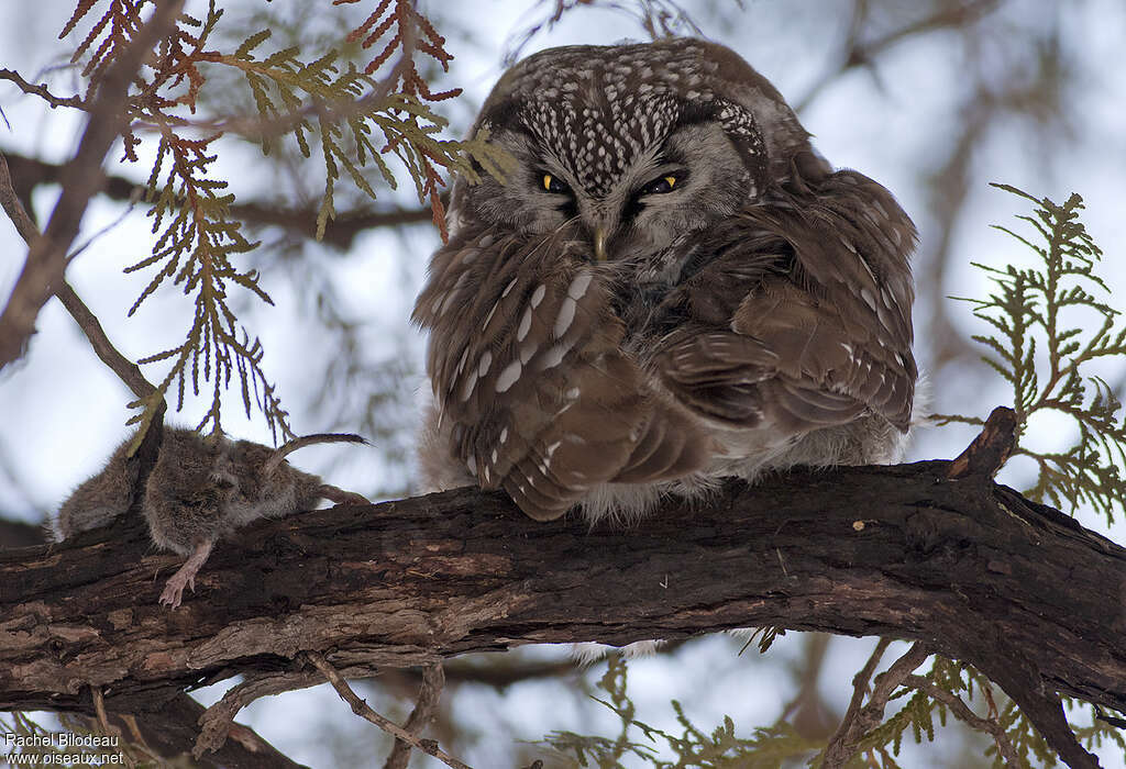 Boreal Owladult, identification, feeding habits, Behaviour