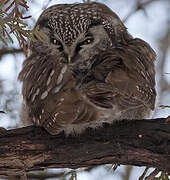 Boreal Owl