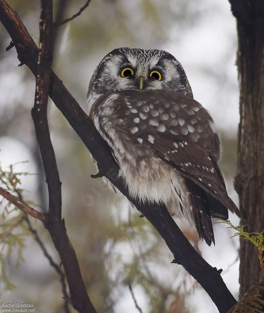 Boreal Owladult, identification, Behaviour