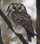 Boreal Owl