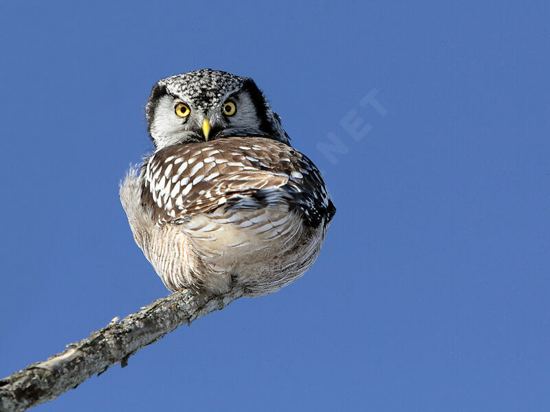 Northern Hawk-Owl