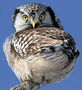 Northern Hawk-Owl