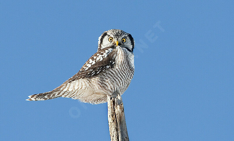 Northern Hawk-Owl