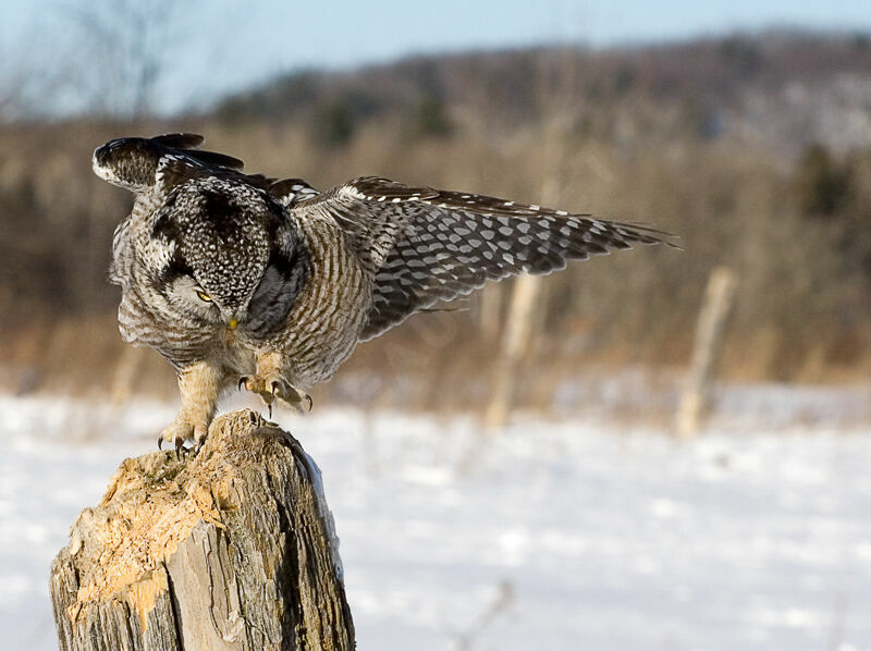 Northern Hawk-Owl