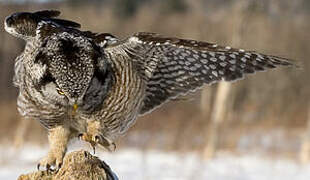 Northern Hawk-Owl