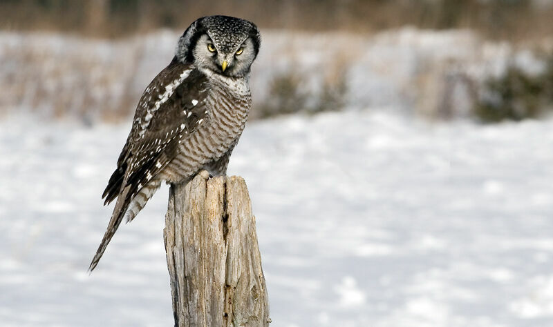 Northern Hawk-Owl