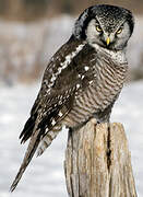 Northern Hawk-Owl