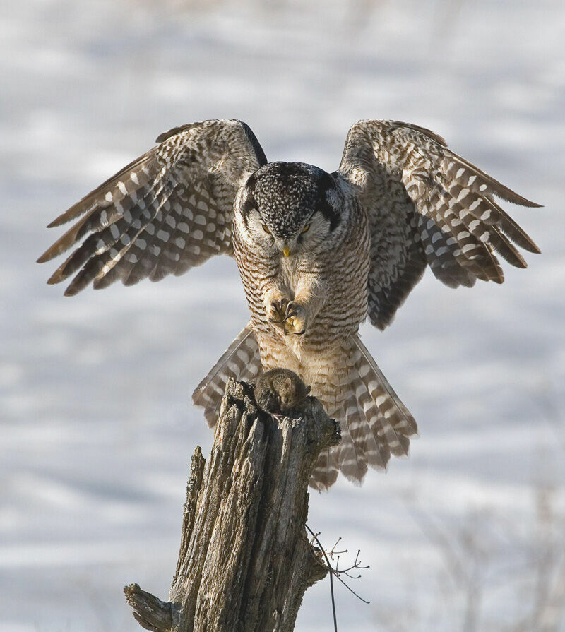 Northern Hawk-Owl