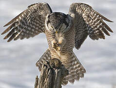 Northern Hawk-Owl