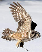 Northern Hawk-Owl