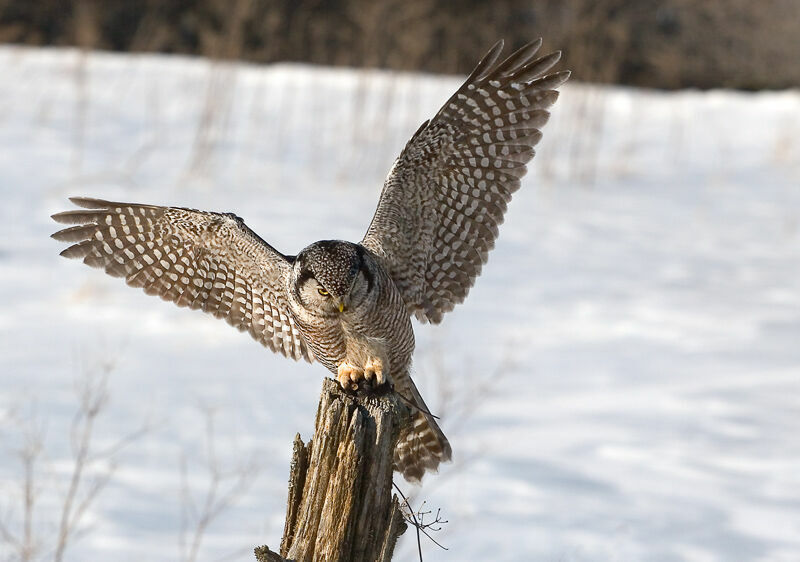 Northern Hawk-Owl