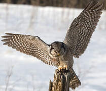 Northern Hawk-Owl