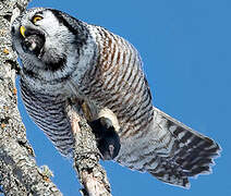 Northern Hawk-Owl